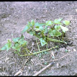 Sweet Potato Plant
