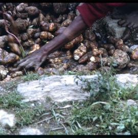 Woman Washing Sweet Potatoes
