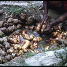 Woman Washing Sweet Potatoes