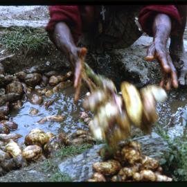 Woman Washing Sweet Potatoes