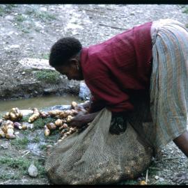 Woman Collecting Sweet Potatoes