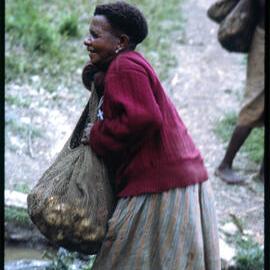 Woman Collecting Sweet Potatoes