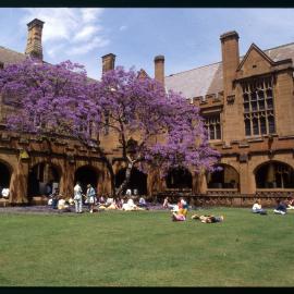 Students in the Quadrangle Sitting Under the Jacaranda Tree in Full Bloom