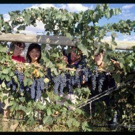Science Students Under Grape Vine with Grapes