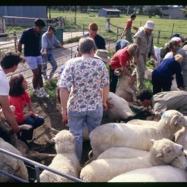 Veterinary Science Students in Pen with Sheep
