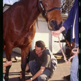 Veterinary Science Examination of the Fetlock of a Horse