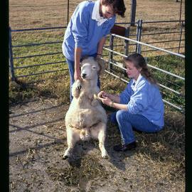 Two Women Students at Camden with a Ram