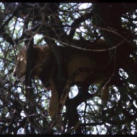 Lion in Tree