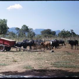 Livestock in Field