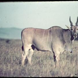 Greater Kudu
