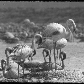 Flamingos