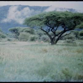 Safari, Greater Kudu in Distance