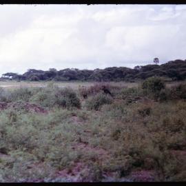 Southern Ground Hornbill