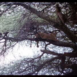 Lioness in Tree