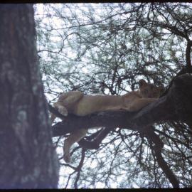 Lioness in Tree