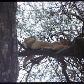 Lioness in Tree