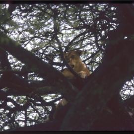 Lioness in Tree