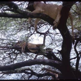 Lions in Tree