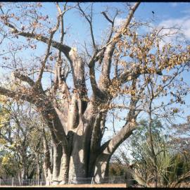 Baobab Tree
