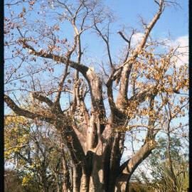 Baobab Tree