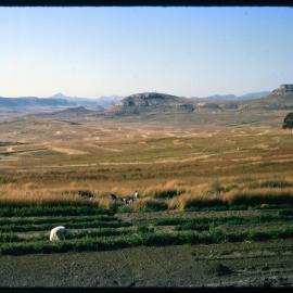Fields with Mountains in Background