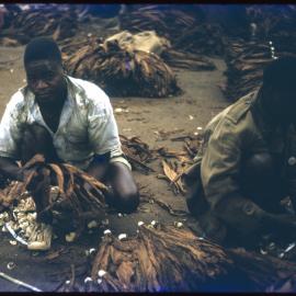 Men with Dried Tobacco Leaves