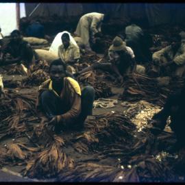 Men with Dried Tobacco Leaves