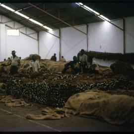 Dried Tobacco Leaves