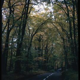 Tree Lined Road