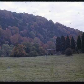 House Surrounded by Trees