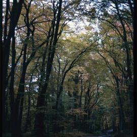 Tree Lined Road