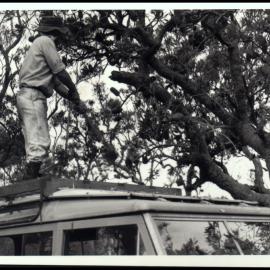 Clearing Overhanging Boughs