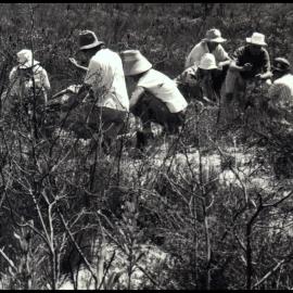 Identifying Species at Myall Lakes