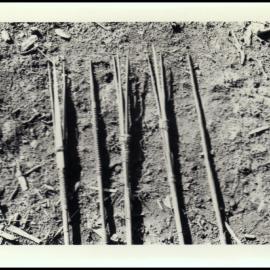 Spears Carried by Porters in New Guinea