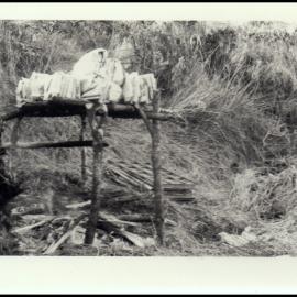Collection of Bryophyte