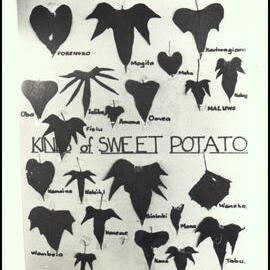 Poster Displaying Sweet Potato Leaves