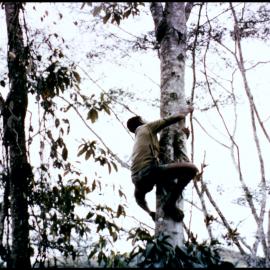 Lae Herbarium, New Guinea