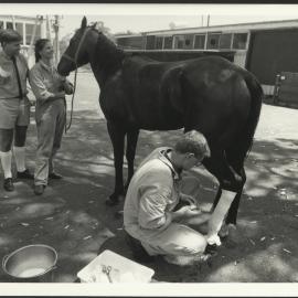 Veterinary Hospital at Camden - Warren Kelly (l) with Two Students Treating the Leg of a Horse