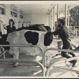 Veterinary Science V Students at Practical Cattle Medicine Class at Camden