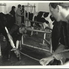Students Examining Cow at Practical Cattle Medicine Class at Camden