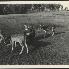 Male Feeding Chital Deer - Deer Research Unit, Department of Animal Health