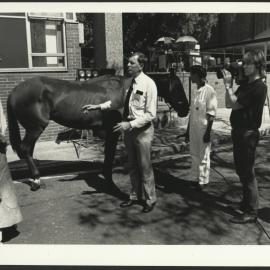 TV Service and Academic Staff Discussing the Filming of Examining the Horse for a Refresher Course for Veterinarians