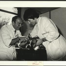 Dr WL Porges and Veterinary Science Student Susan Cook Gaining Practical Experience Examining a Dog