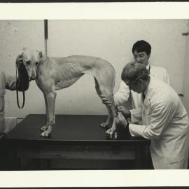 Students Examining a Greyhound on Veterinary Studies Open Day 1984