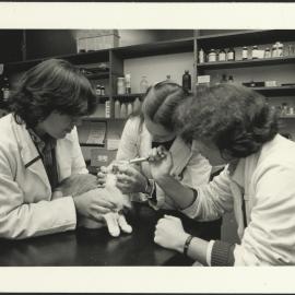 Three Students Administer a Tablet to a Cat at Veterinary Studies Open Day 1984