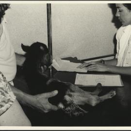 Students Check a Young Goat at the Rural Veterinary Centre Camden