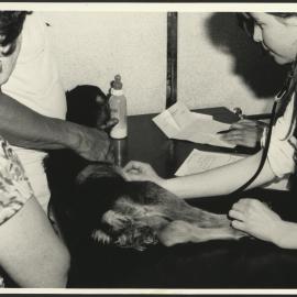 Check-Up and Feeding Time for a Young Goat at the Rural Veterinary Centre Camden