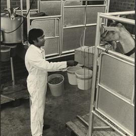 A Researcher About to Feed Goats held in a Metal Pen at Rural Veterinary Centre Camden