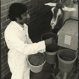 A Researcher About to Feed a Doe held in  metal Pen at Rural Veterinary Centre Camden