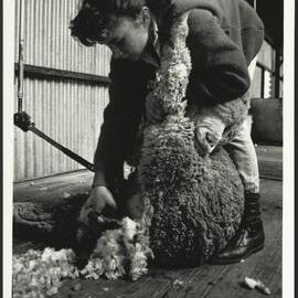 A Female Veterinary Science Student Shearing a Sheep at Camden